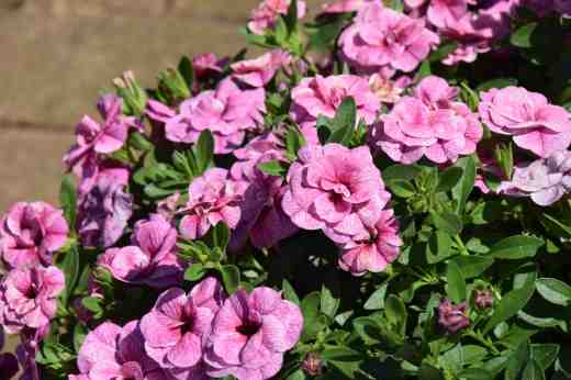 callibrachoa cancan double pink vein