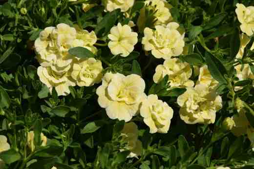 callibrachoa cancan double yellow