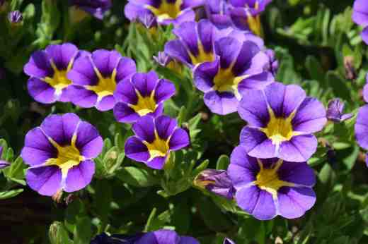 callibrachoa starlight Blue New