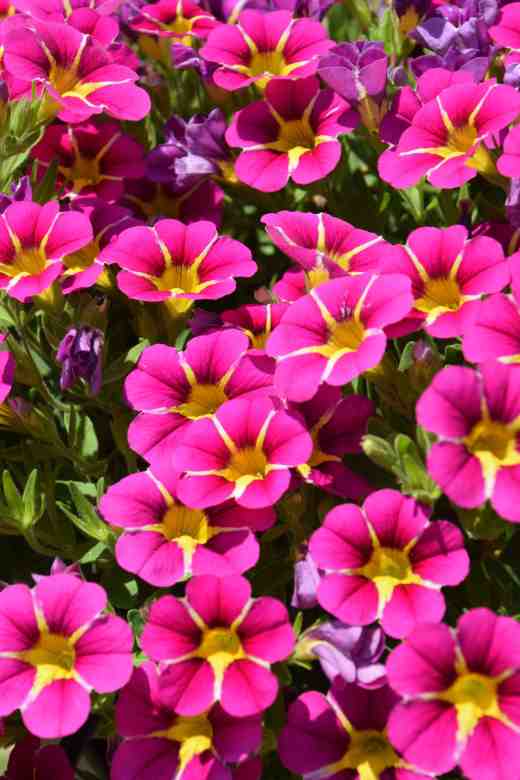 callibrachoa starlight pink2 New