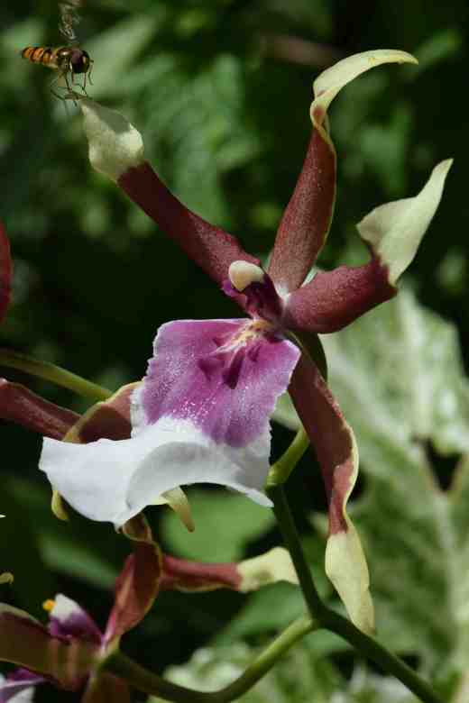 cambria orchid july 16