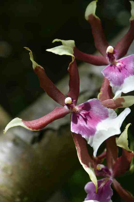 cambria orchid july 162