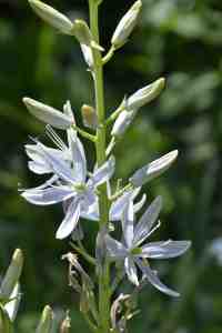 Camassia