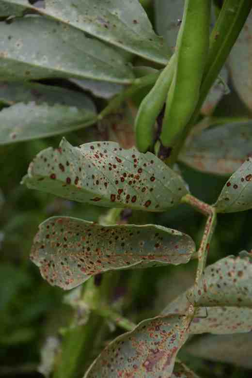 chocolate spot broad beans 2