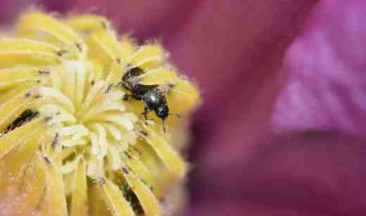 clematis aljonushka3