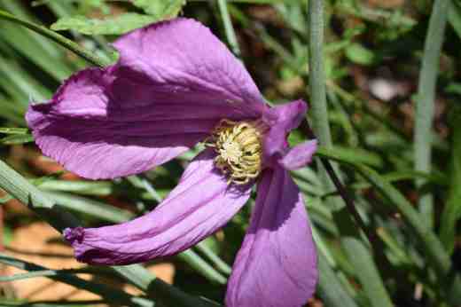 clematis aljonushka8