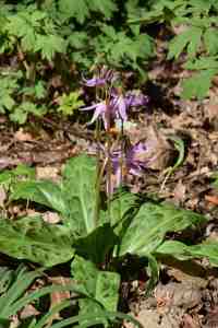 Erythronium