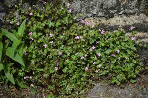 geranium lucidum2