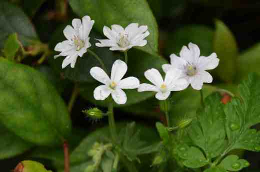 geranium pyrenn white