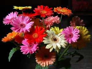 Gerbera