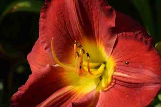 hemerocallis druids2