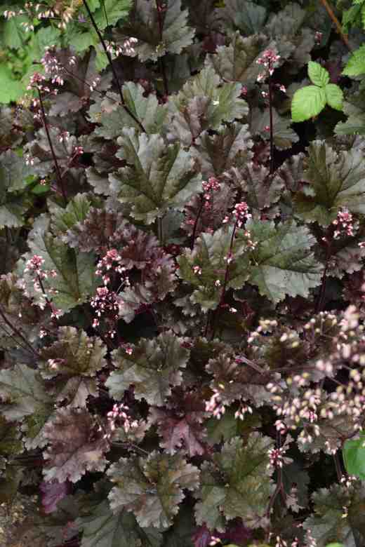 heuchera binoche2