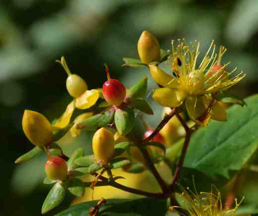 hypericum fls jul