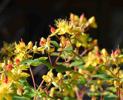 hypericum fls jul2