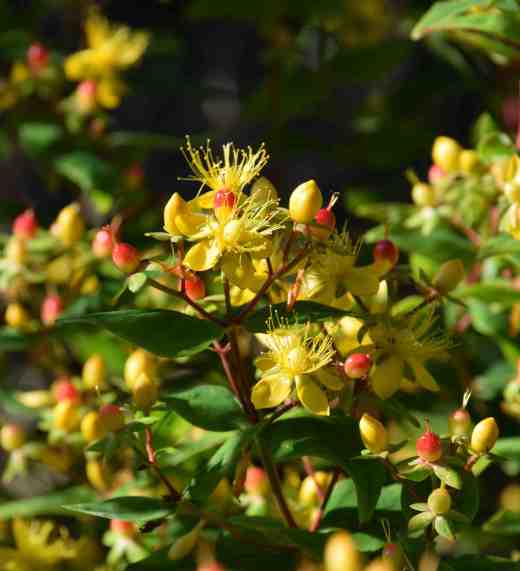 hypericum fls jul4