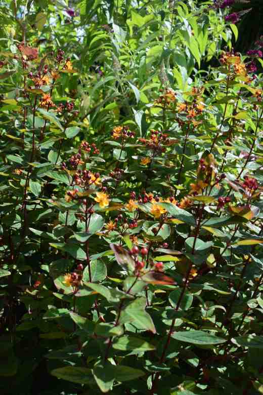 hypericum red july