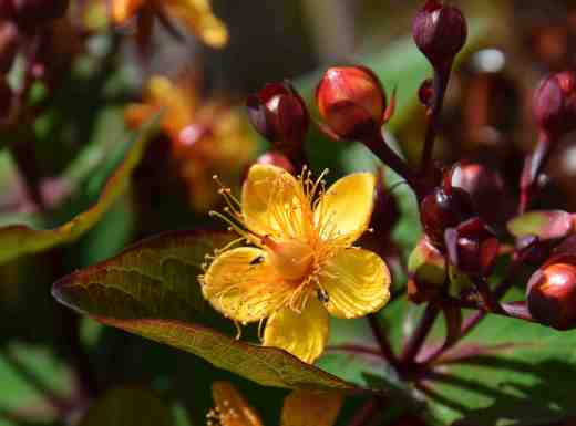 hypericum red july3