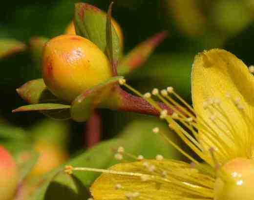 hypericum