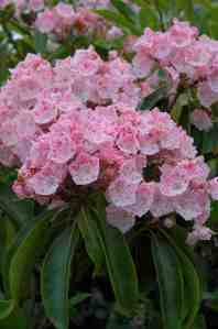 Kalmia