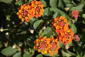 Lantana