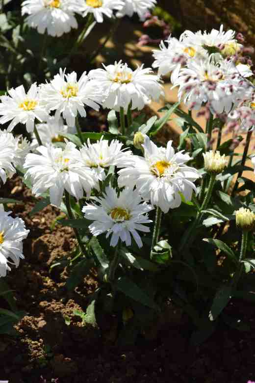 leucanthemum freak
