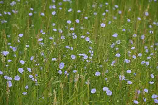 Linum usitatissimumjuly