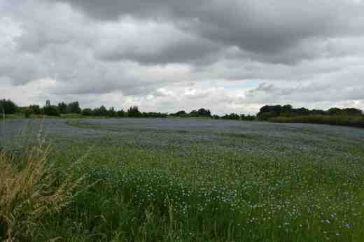 Linum usitatissimumjuly2