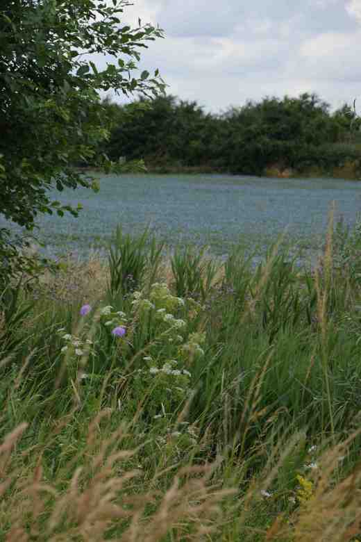 Linum usitatissimumjuly3