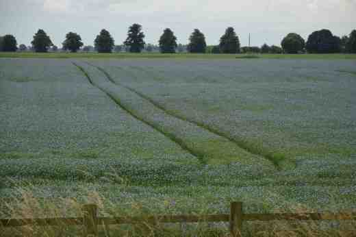 Linum usitatissimumjuly4