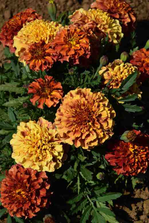 marigold Strawberry Bkonde