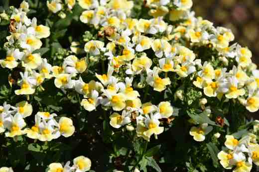 'Aroma Banana Split'