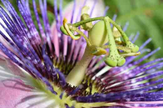 passiflora empress eug6