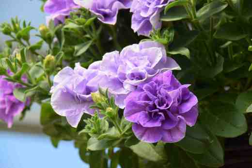 petunia tumbelina Maria