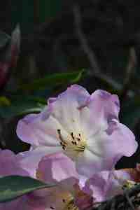 Rhododendron