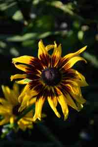 Rudbeckia