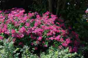 Spiraea
