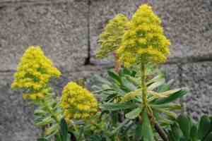 Aeonium