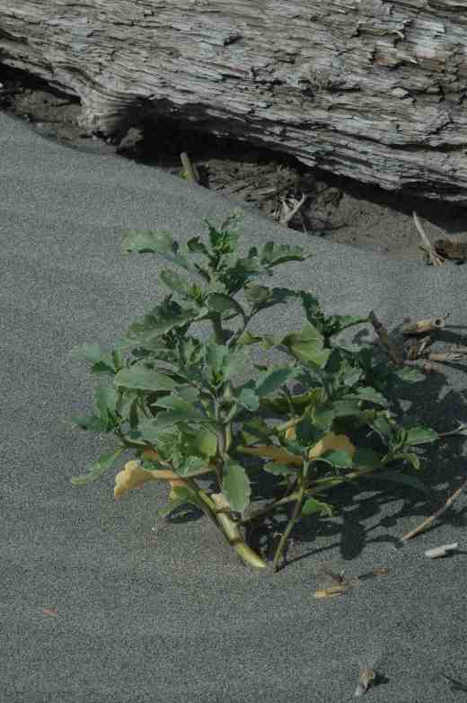 ajania pacifica long beach washington copy