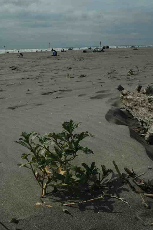 ajania pacifica long beach washington2 copy