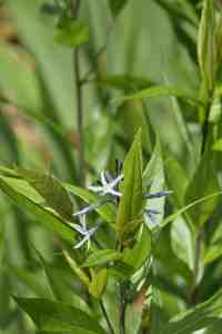 Amsonia