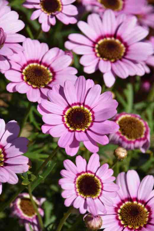 argyanthemum Grandaisy Pink Halo