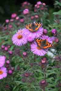 aster - yes I know they are now symphyotrichum. I cheated! 