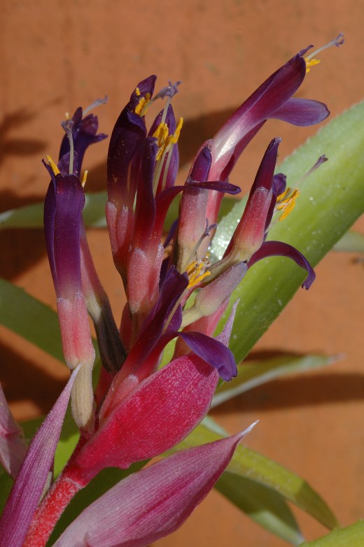 billbergia santa 3-06