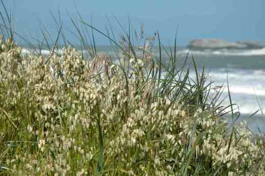 briza beach trinidad bay n calif 2 copy