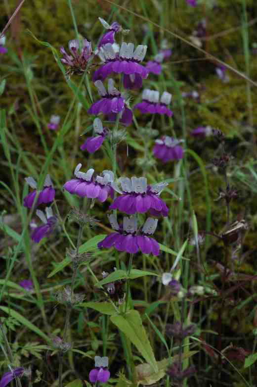 collinsia heterophylla drytown-placerville 49 calif2 copy 2