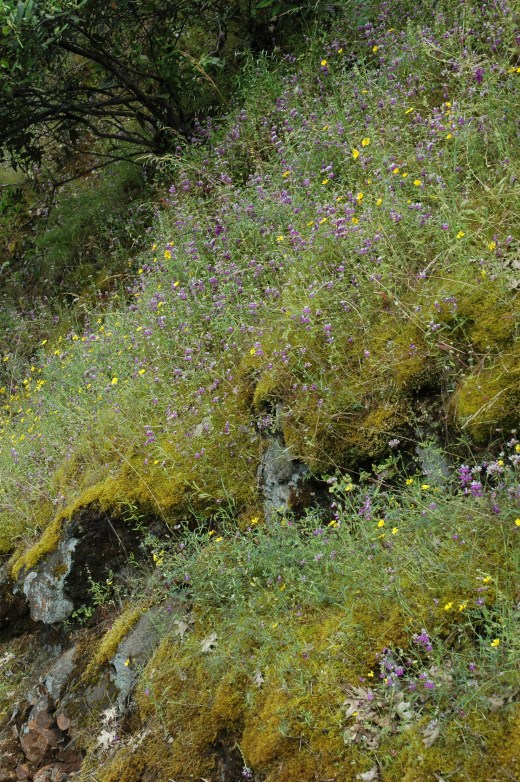collinsia heterophylla drytown-placerville 49 calif3