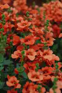 Diascia