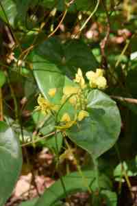 Epimedium 