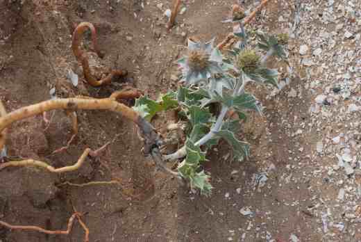 eryngium maritimum sthpt 810 6 copy