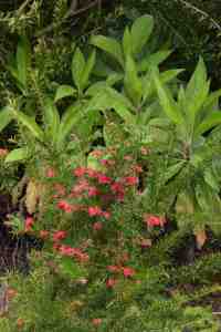 Grevillea